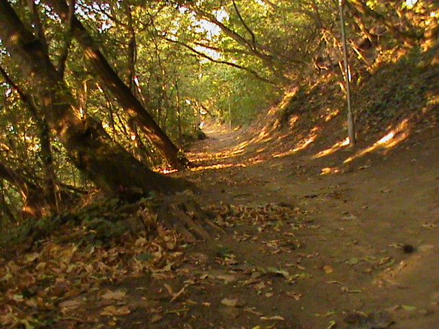 What I’ve been writing: Julie and I like to go on walks